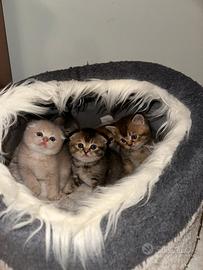 Gatti british/scottish fold