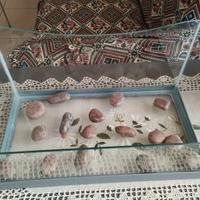Acquario nuovo in vetro cm. 42x24