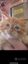 Cucciolo di Maine Coon maschio giorni 45