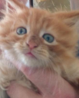 Cucciolo di Maine Coon maschio giorni 45
