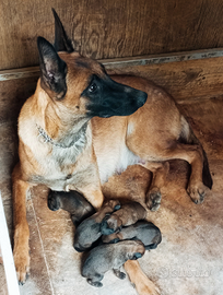 Pastore belga malinois