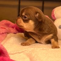 Chihuahua cioccolato