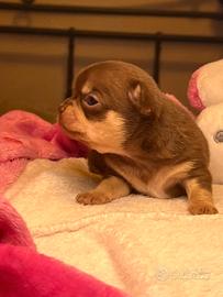 Chihuahua cioccolato