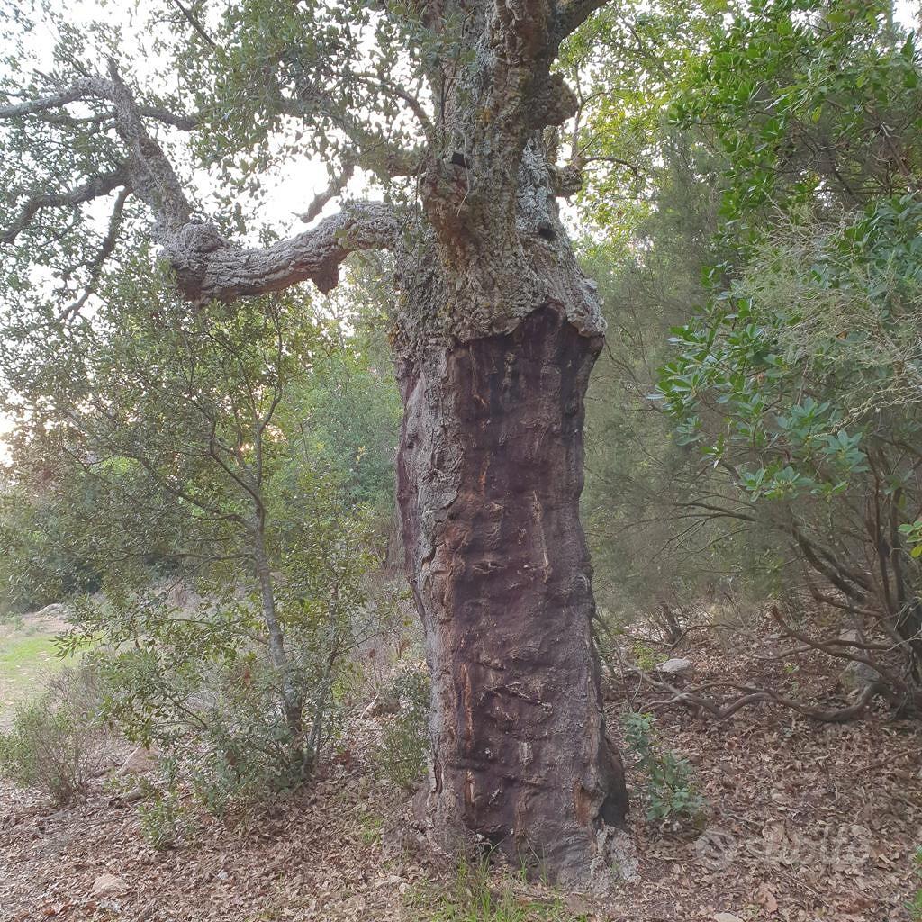 Bosco terreno boschivo nella Maremma toscana - Vista 3