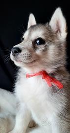 SIBERIAN HUSKY CUCCIOLATA CON PEDIGREE 