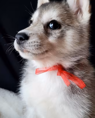 SIBERIAN HUSKY CUCCIOLATA CON PEDIGREE 