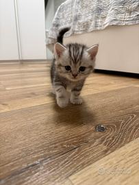 Gattine Scottish/British Fold