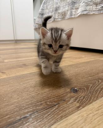 Gattine Scottish/British Fold