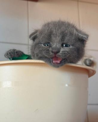 Scottish fold e British short hair