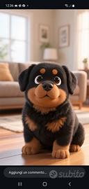 Rottweiler Maschio per monta