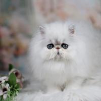 Gatti persiani ed exotic shorthair chinchilla