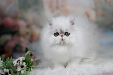 Gatti persiani ed exotic shorthair chinchilla