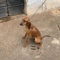 N.1 segugi italiani pelo raso