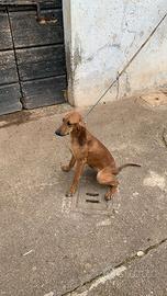 N.1 segugi italiani pelo raso