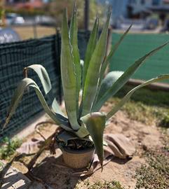 Piante di Agave in vaso 
