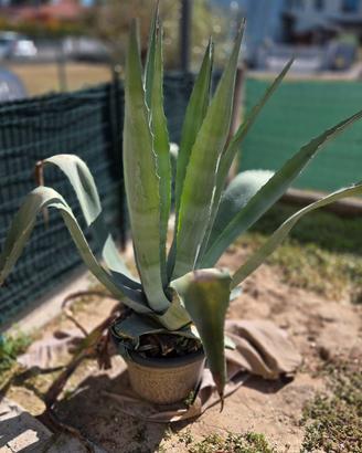 Piante di Agave in vaso 