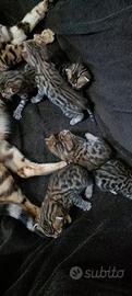 Cuccioli gatti Bengals