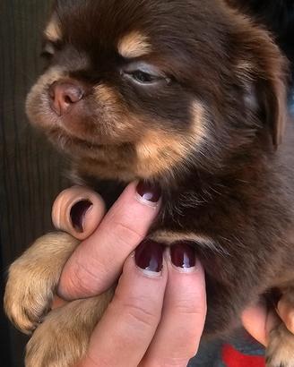 Femminuccia chihuahua pelo lungo cioccolato