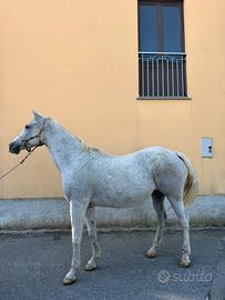 Cavalla grigia