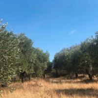 Uliveto Produttivo con Casetta di Campagna 4.100mq
