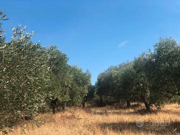 Uliveto Produttivo con Casetta di Campagna 4.100mq