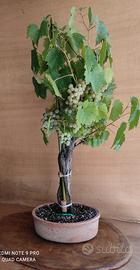 Bonsai di Vitis Vinifera (Moscato bianco)