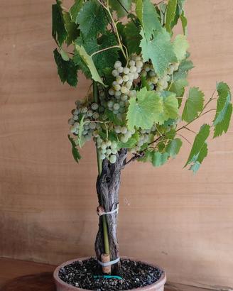 Bonsai di Vitis Vinifera (Moscato bianco)