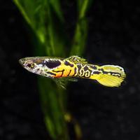 Pesci Guppi Endler TIger