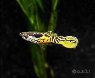Pesci Guppi Endler TIger