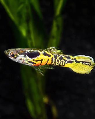 Pesci Guppi Endler TIger
