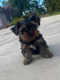 Yorkshire terrier maschio