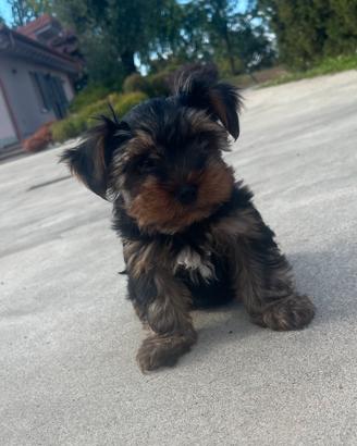 Yorkshire terrier maschio
