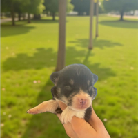 Welsh corgi Pembroke pedigree ENCI