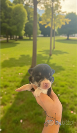 Welsh corgi Pembroke pedigree ENCI