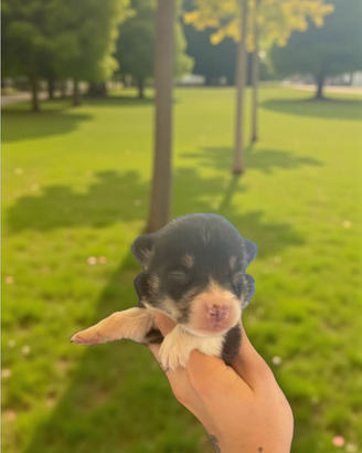 Welsh corgi Pembroke pedigree ENCI