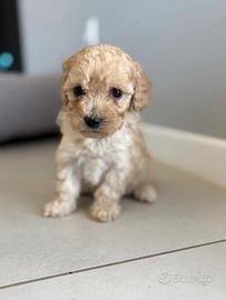 Barboncina champagne