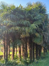 Palma Chamaerops Excelsa altezza da 4 a 6 mt