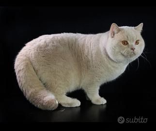 British shortair