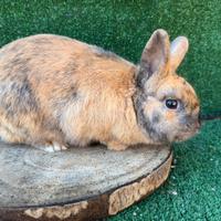 Coniglio nano