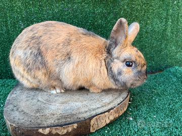 Coniglio nano