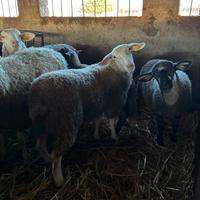 Disponibilità di Agnelli