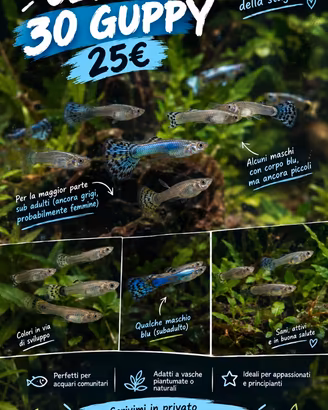 Guppy coloratissimi, resistenti femmina e maschi s