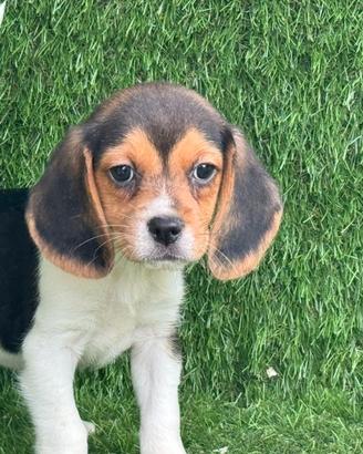 Beagle