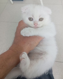 Scottish fold e straight