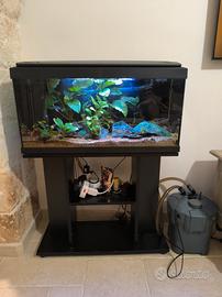 Aquario 
