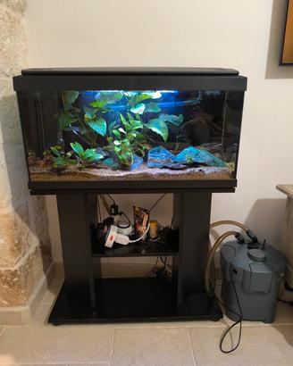 Aquario 