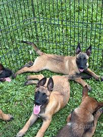 Cuccioli di malinois
