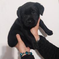 Cucciolo di Labrador
