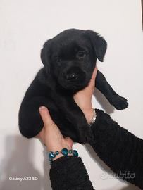 Cucciolo di Labrador