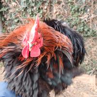 Cocincina nana riccia